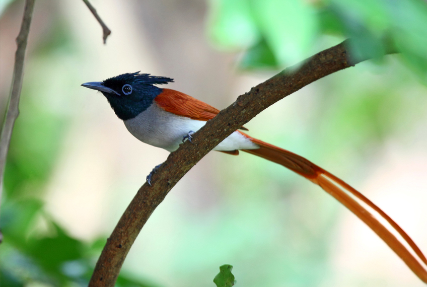 bird watching in sasan gir