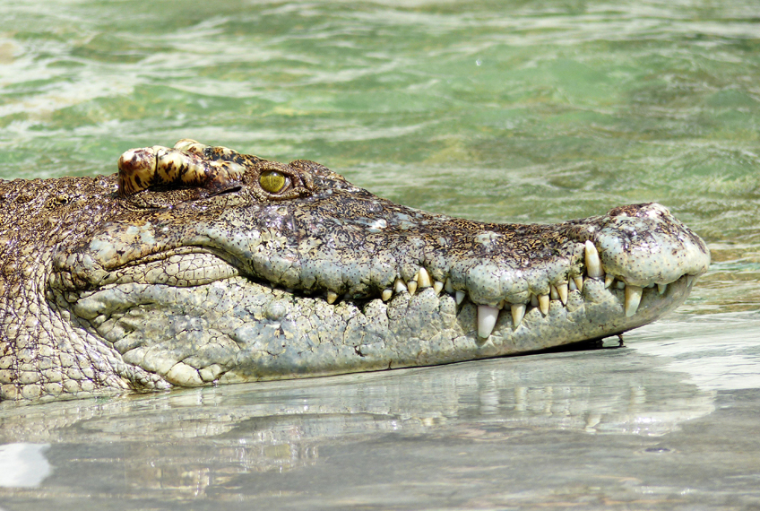 gir forest national park